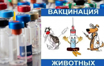 Лучшие цены на вакцинацию собак и кошек в г. Кирове!