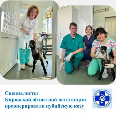 Специалисты Кировской областной ветстанции прооперировали нубийскую козу