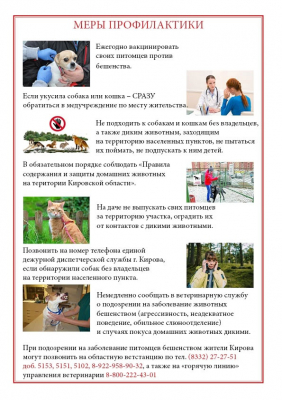 Что нужно знать, чтобы не заразиться бешенством